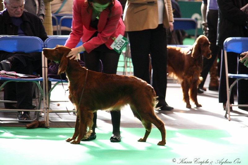 Crufts2011 109.jpg